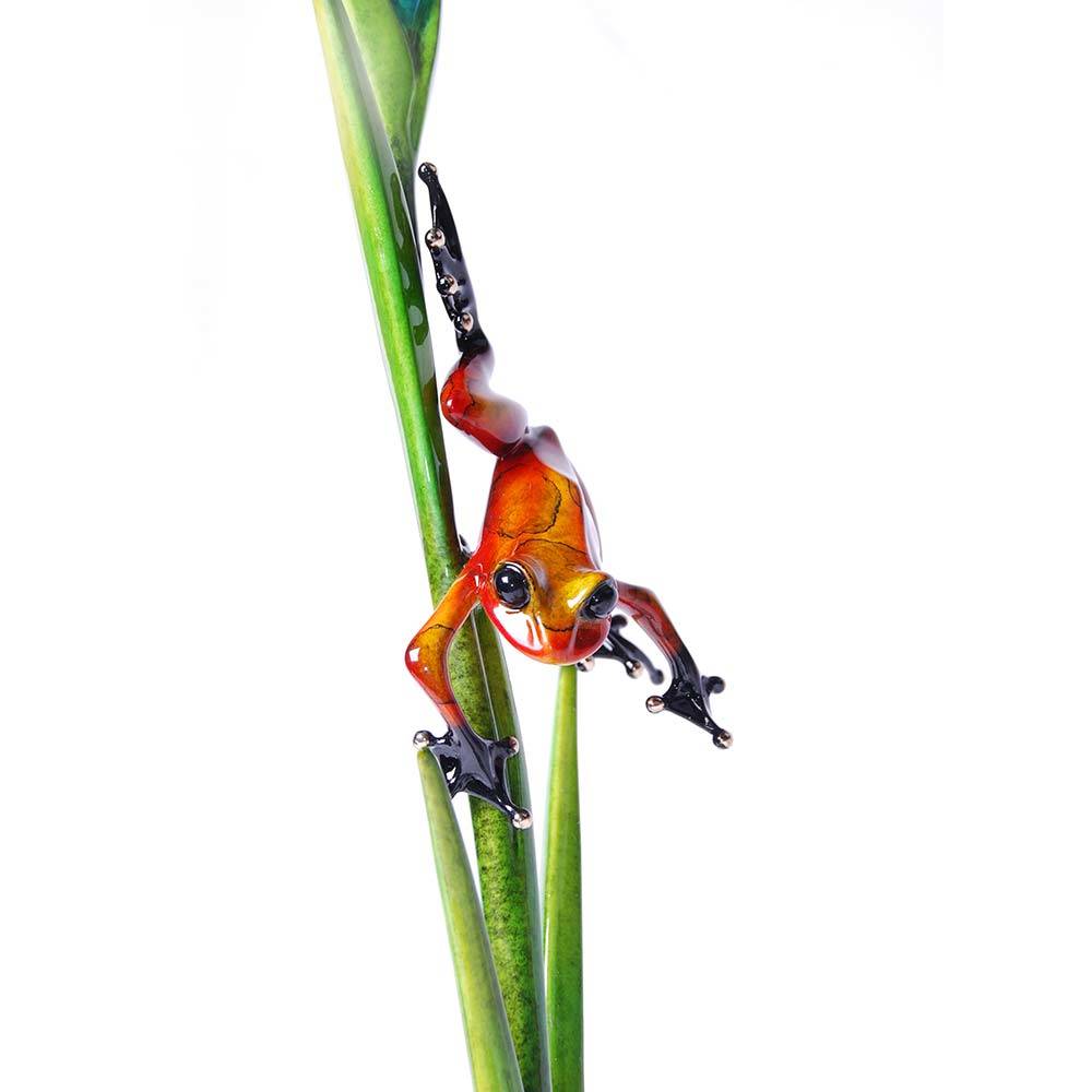 Iris Bronze Frog
