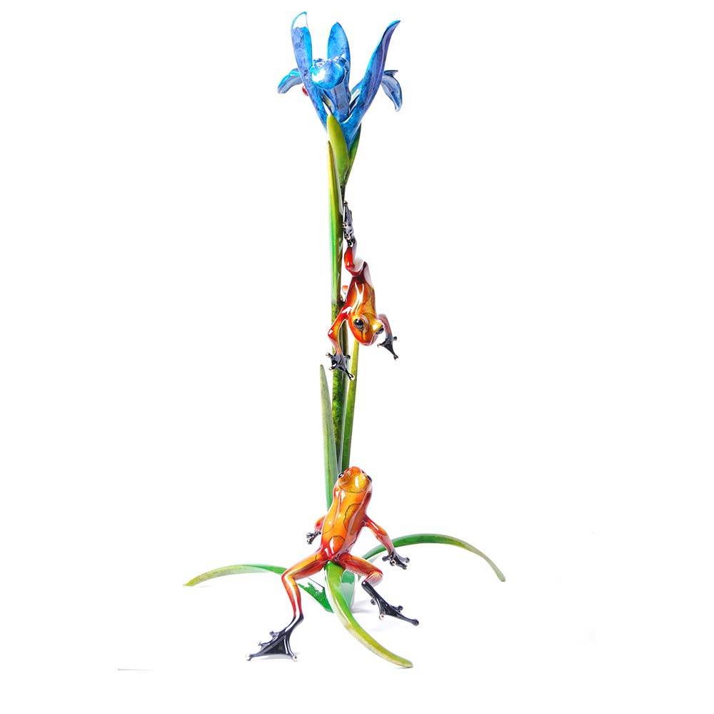 Iris Bronze Frog